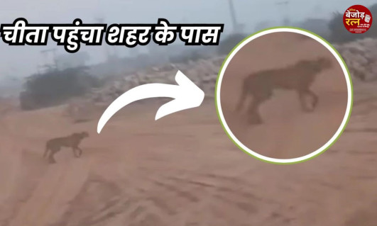 Cheetah In Sheopur: कूनो के जंगल से दूर श्योपुर के रिहायशी इलाके में पहुंचा चीता